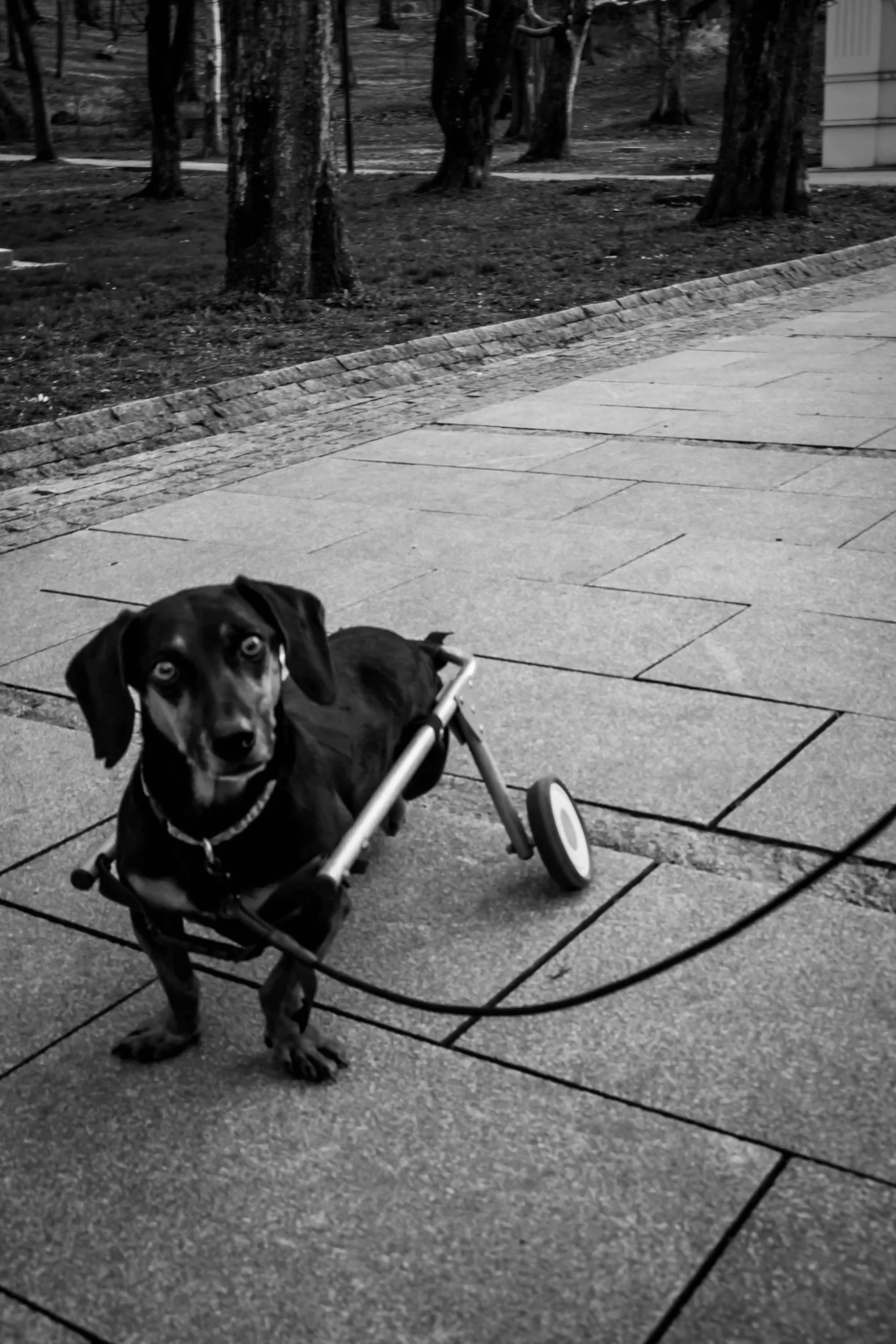 Cachorro da raça Dachshund usando cadeira de rodas adaptada para patas traseiras em uma calçada ao ar livre.