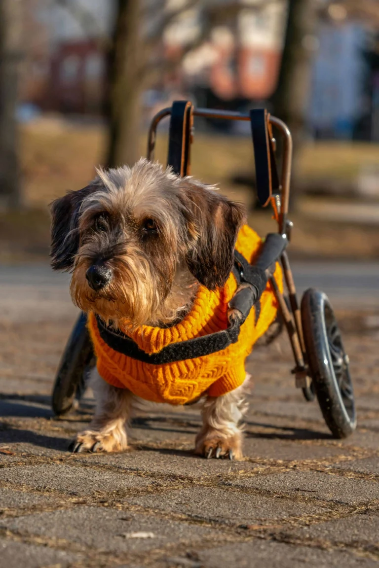Cachorro com deficiência usando cadeira de rodas e roupa laranja caminhando ao ar livre.